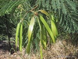 Image result for Leucas princei