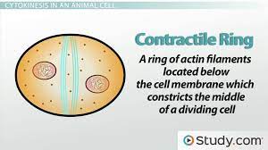 Maybe you would like to learn more about one of these? Cytokinesis Animal Versus Plant Cells Video Lesson Transcript Study Com
