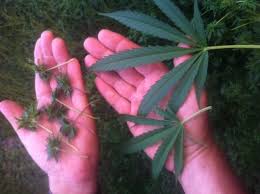 707 headband is a cannabis strain that is native to the humboldt county in the state of california. The Abc S Of Australian Bastard Cannabis