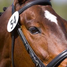 Whether you race horses or own horses independently, you can choose from a variety of equine liability and custody applications here. Business Spotlight Blue Bridle Insurance Dressage Today