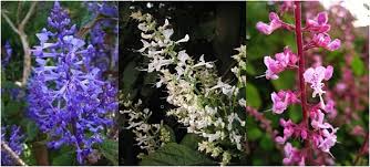 Image result for Plectranthus elegans