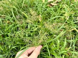 Image result for Cyperus distans
