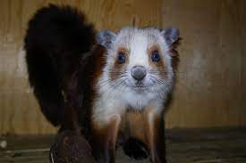 Chinese Giant Red White Flying Squirrel Flying Squirrel Squirrel Animals