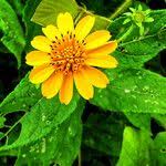 Image result for Aspilia africana