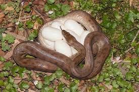 Do Snakes Lay Eggs Three Ways Snakes Give Birth Everything Reptiles