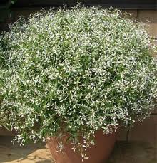 Image result for Euphorbia glanduligera