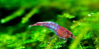 Betta fish may be small and can live in small tanks. Can Betta Fish Live With Shrimp Aquarium Sphere