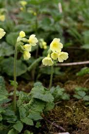 Fruhlings Schlusselblume Gelb Primula Veris In 2020 Fruhling Blumen Fruhlingsblumen Fruhlingsblumen Bilder