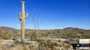 The growth period before sprouting arms is 50 to 100 years on a mature saguaro that has reached 8 to 20 feet. Arizona Backcountry Explorers The Crested Saguaro Cactus Arizona S Majestic Beauty