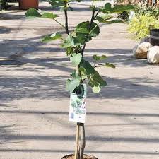 Schoner Garten Ohne Giessen In 2020 Pflanzen Mediterrane Pflanzen Garten Bepflanzen