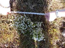 Image result for Erica whyteana