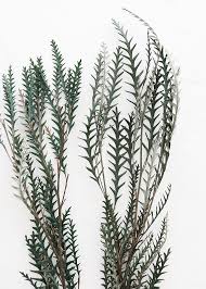 Image result for Cymodocea serrulata