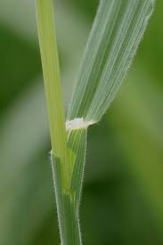 Image result for Holcus