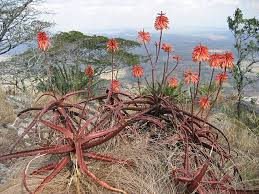 Image result for Aloe haroniensis