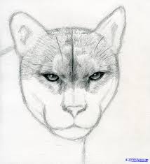 The head is as big as a lion's, but it seems bigger because of a wide cheek mane; How To Draw A Realistic Puma Mountain Lion Step By Step Forest Mountain Lion Animal Drawings Owls Drawing