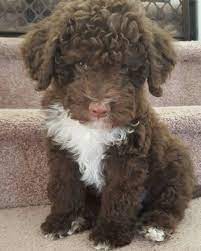 65 Best Lagotto Romagnolo Dog Names The Paws Lagotto Romagnolo Puppy Lagotto Romagnolo Cute Puppies