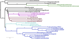 Image result for Belonophora coffeoides
