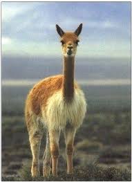 Pin By Dominique Nonnon On Nuraxi Alpacas And Llamas Animals Beautiful Animals Animal Fibres