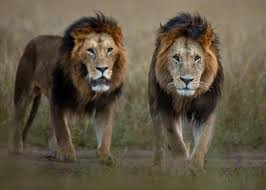 Top Ten Lion Facts You Might Not Know | Panthera