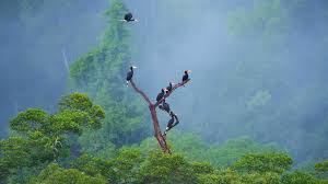 Näytä lisää sivusta borneo technical co. The Birding Tours Specialist In Borneo Borneo Birding