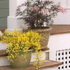 Image result for Genista