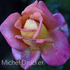 Rosiers buissons à grandes fleurs. 16 Eichen Rosenschatze 16eichenrosenschtze Profil Pinterest