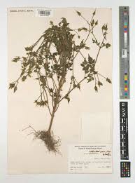 Image result for Bidens biternata