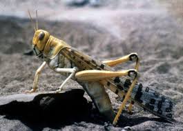 Dix Insectes Autorises Pour La Consommation Humaine En Belgique