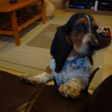 We did not find results for: Basset Hound Puppy What Equipment Do I Need Hubpages