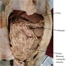 The anatomy of dogs varies tremendously from breed to breed, more than in any other animal species, wild or domesticated. Monogastric Stomach Anatomy Physiology Wikivet English