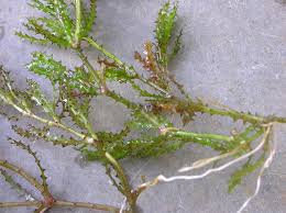 Image result for Najadaceae