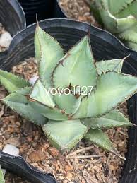 Image result for Agavaceae