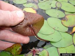 Image result for Brasenia