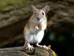 What Does A Fast Mouse You Cannot Catch Mean In A Dream Field Mouse Animals Mouse Illustration