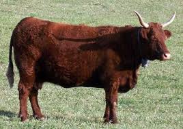 Raca Saler De Vacasfazenda Racas De Vacas