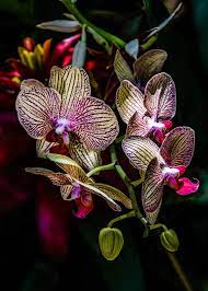 Check spelling or type a new query. The Orchids Of Mexico Beautiful Orchids Unusual Flowers Orchid Flower