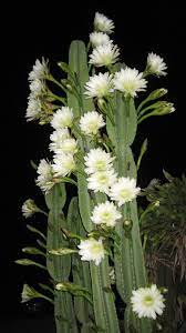 During the day, its flowers remain closed. Izzy Devlin Chose A Picture Of The Night Blooming Cereus From Chapter 13 The Flowers Bloom Once A Night But The Show Is Worth T Cicek Bahce Teras Dekoru Bahce