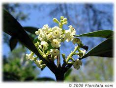 The stately magnolia trees (magnolia spp.) with large, fragrant flowers are a magnificent sight, especially when they stand alone. 240 Fragrant Native Flowers For South Florida For Those Of Us Who Love Fragrance Native Wildflowers The Two Are Compatible Ideas Flowers Fragrant Wild Flowers
