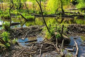 Beavers build dams for protection from predators. 5 Effective Ways To Stop Beavers From Building Dams My Backyard Life