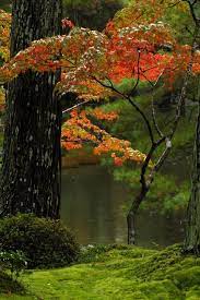beautiful landscape photography moss covered garden with japanse maple in fall saiho ji temple kyoto japan photography magazine leading photography japanese garden beautiful gardens beautiful landscapes