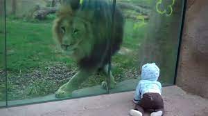 Lion Tries To Eat Baby Through The Glass At The Oregon Zoo In Portland Youtube