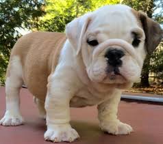 English bulldog puppies & dogs for sale/adoption. English Bulldog Puppies For Sale In Michigan English Bulldog Puppies