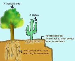 Saguaro cactus is an iconic symbol to the peoples and animals that are indigenous to the lands depicted in these westerns. Curiosity Is It Possible To Drink Water From Cactus Steemit