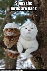 You Ve Got To Take Protective Measures Funny Grumpy Cat Memes Funny Animals Funny Animal Memes