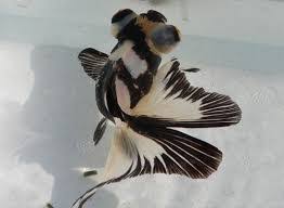 Check spelling or type a new query. Panda Butterflytail Goldfish The Aquarium Factory