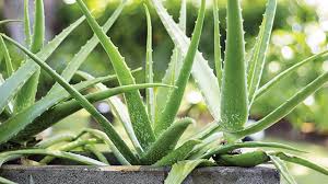 Mengatasi rambut rontok lidah buaya mengandung banyak vitamin dan mineral yang mencerahkan kulit lidah buaya memiliki manfaat yang menakjubkan untuk kulit. Lidah Buaya In English