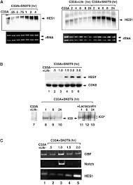 Mastermind Recruits CycC:CDK8 to Phosphorylate the Notch ICD and Coordinate  Activation with Turnover