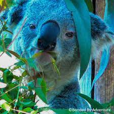 A Tribute To The Fires In Australia Islands Of Adventure Best Places To Travel Tribute