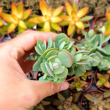 Image result for Kalanchoe rotundifolia
