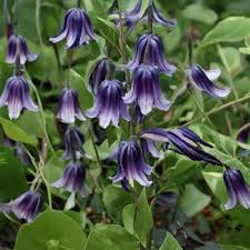 Image result for Clematis villosa